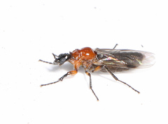 Dilophus tibialis breviceps