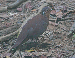 Brown Mesite photo 3