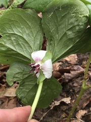Trillium rugelii