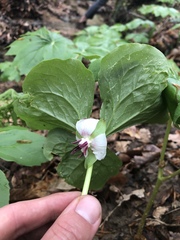 Trillium rugelii