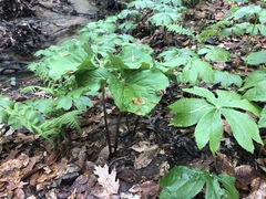 Trillium rugelii