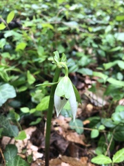 Trillium rugelii