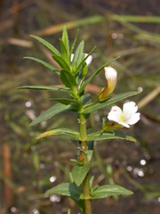 Gratiola officinalis