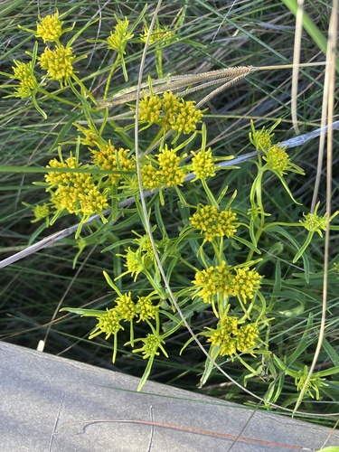 Florida Yellowtops (Flaveria floridana)