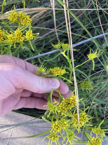 Flaveria floridana, photograph 2