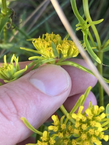 Flaveria floridana, photograph 4