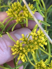 Flaveria floridana, photograph author not stated, no rights reserved