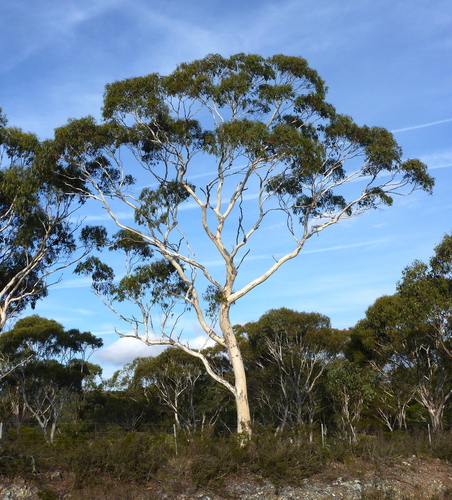 Bendemeer White Gum (Eucalyptus elliptica)