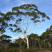 Eucalyptus elliptica - Photo (c) Dean Nicolle, alguns direitos reservados (CC BY-NC), uploaded by Dean Nicolle