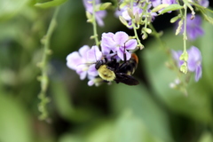 Bombus bellicosus