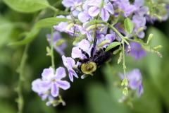 Bombus bellicosus