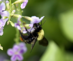 Bombus bellicosus