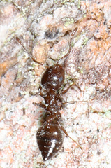 Crematogaster ashmeadi