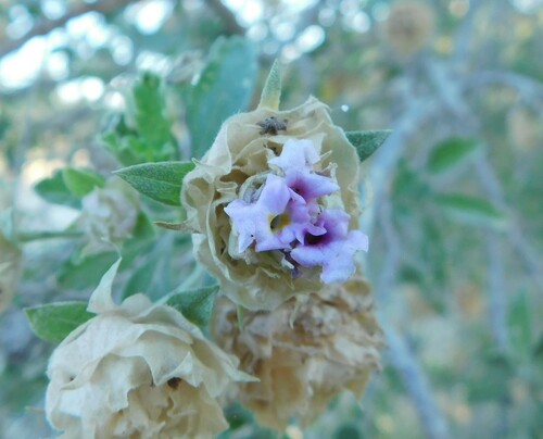 Lippia formosa, photograph 3