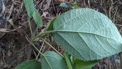 Ficus triloba, photograph Cheng-Te Hsu, CC BY, iNaturalist via GBIF