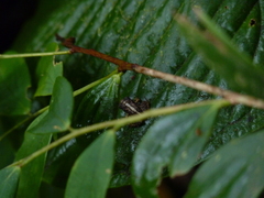 Pristimantis actites