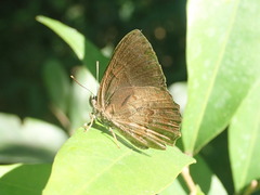 Poritiini