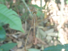 Neurothemis intermedia