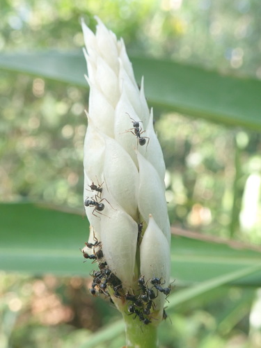 Alpinia oxymitra (Alpinia oxymitra)