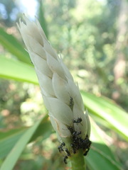Alpinia oxymitra