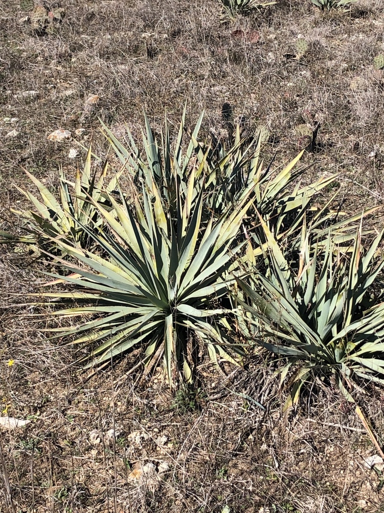 Yucca pallida, South Fort Worth, Crowley, TX, US
