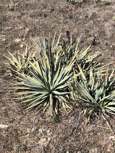 Yucca pallida