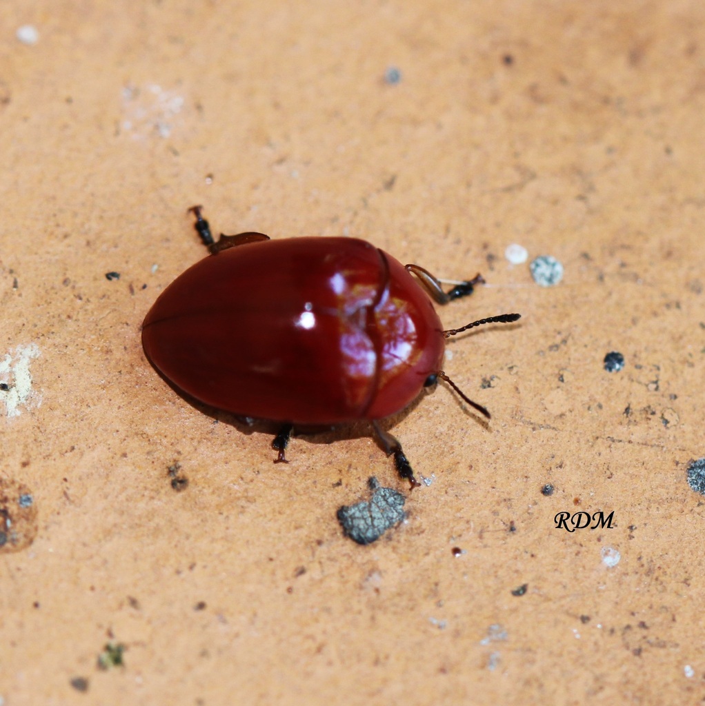 Mycolybas lucidus