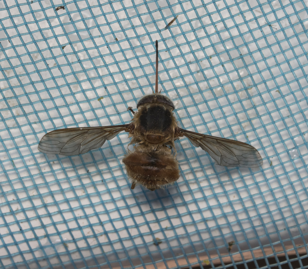 Trichophthalma subaurata