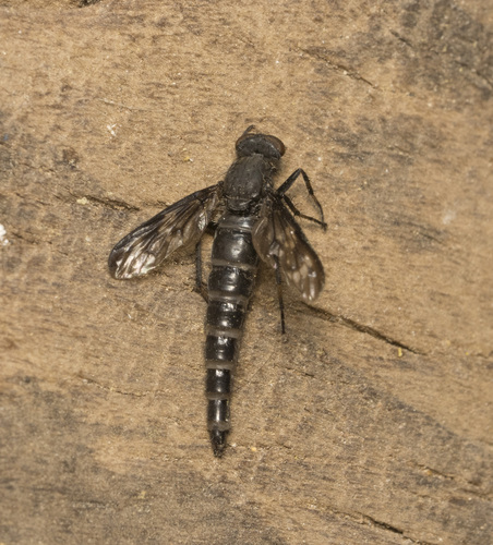 Pachyrrhiza pictipennis