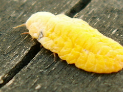 Marchalina hellenica