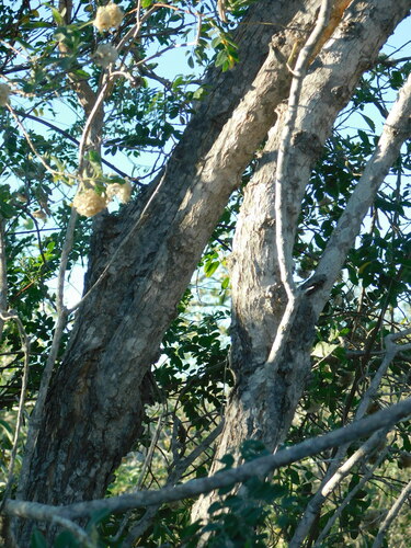Lippia formosa, photograph 5