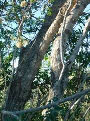 (c) Jose Luis Leon de la Luz, some rights reserved (CC BY) Lippia formosa, photograph (c) Jose Luis Leon de la Luz, some rights reserved (CC BY)
