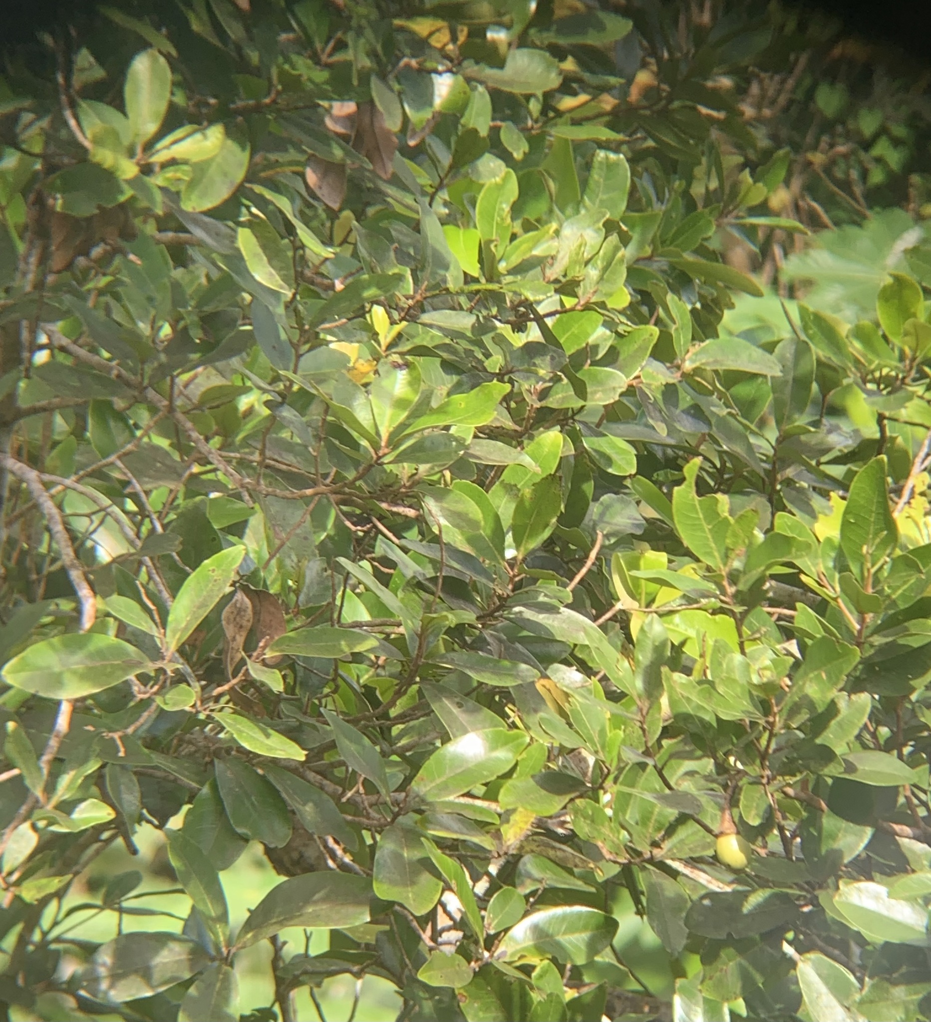 Ocotea moschata