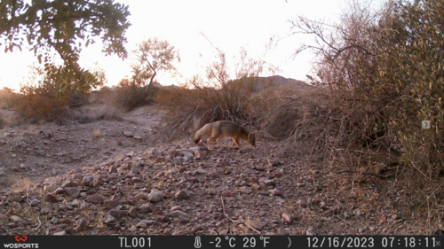 Kit Fox photographed in Arizona