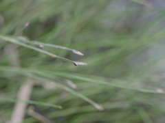 Isolepis reticularis