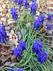 Muscari botryoides