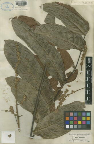Toulicia guianensis
