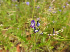 Astragalus leptocarpus