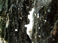 Marchalina hellenica