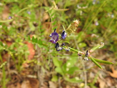 Astragalus leptocarpus