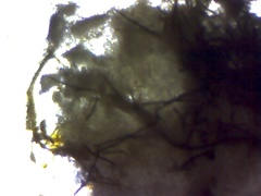 Marchalina hellenica