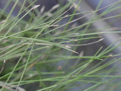 Isolepis reticularis