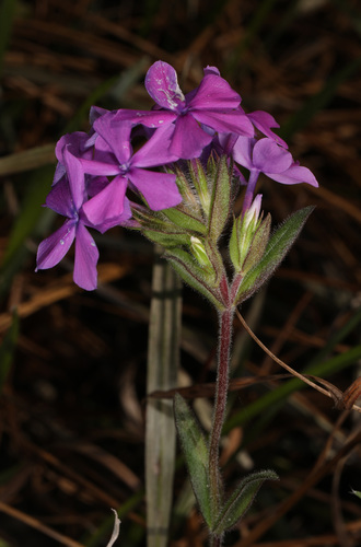 Hairy phlox (Phlox amoena)