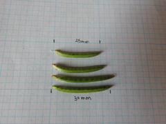 Astragalus leptocarpus