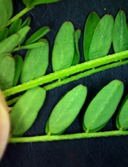 Astragalus leptocarpus