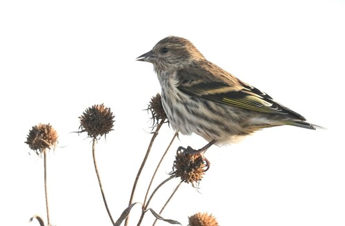 Pine Siskin (Spinus pinus), photo 8