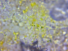 Marchalina hellenica