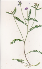 Astragalus leptocarpus