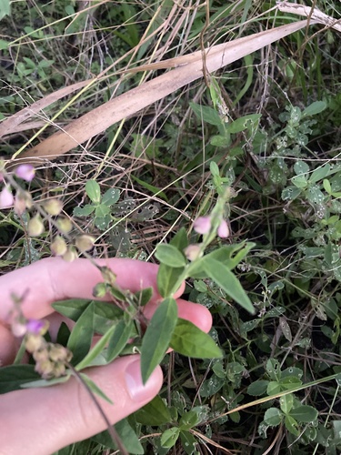 Showy milkwort (Asemeia grandiflora)