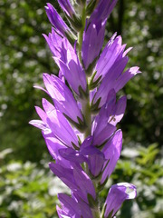 Campanula spicata